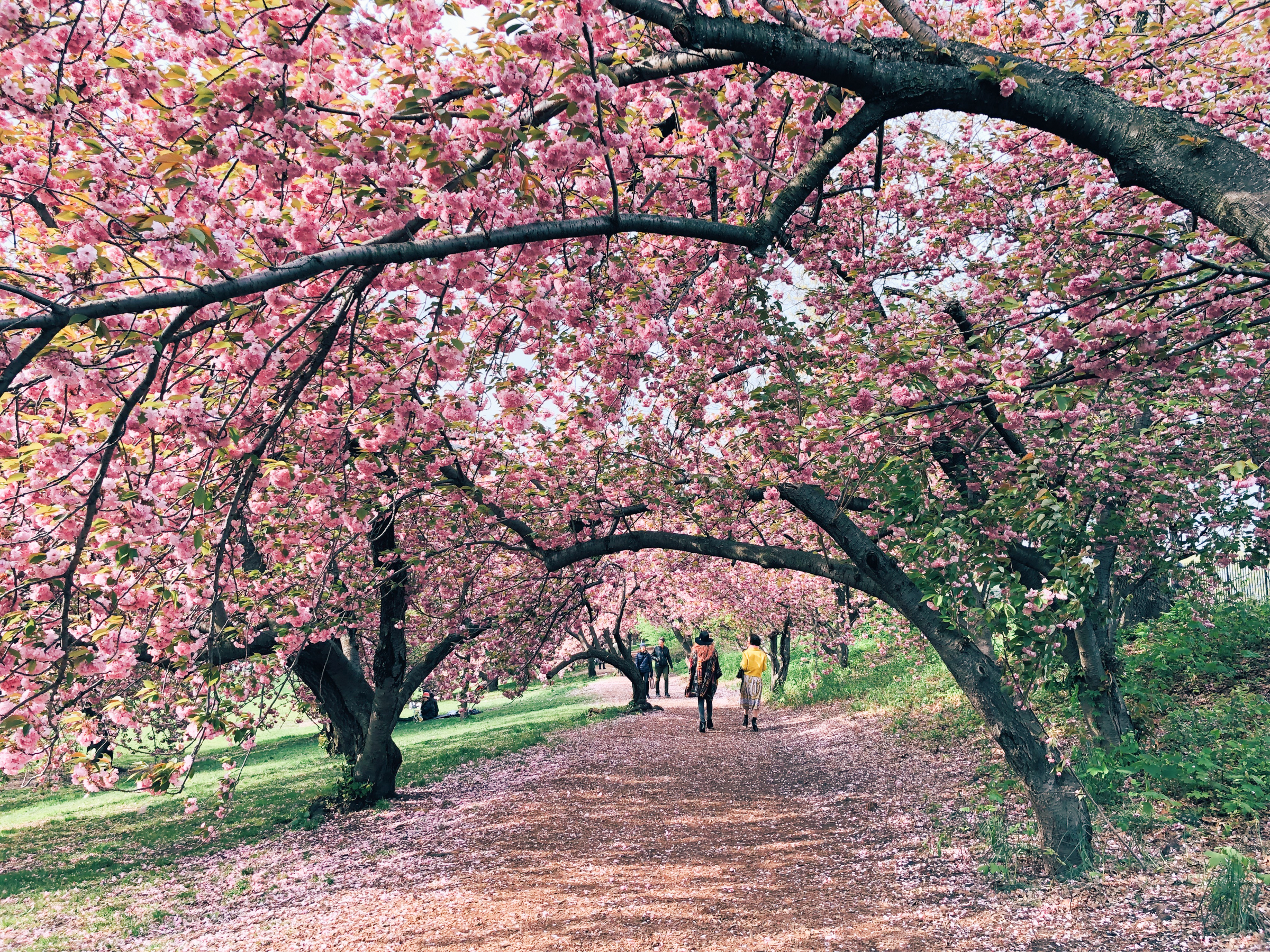 New York City: Spring